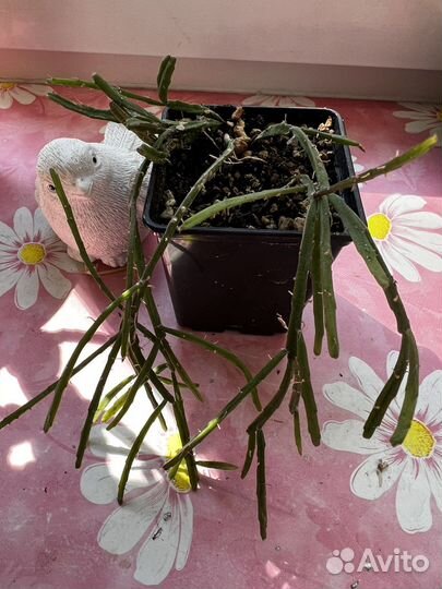 Суккуленты