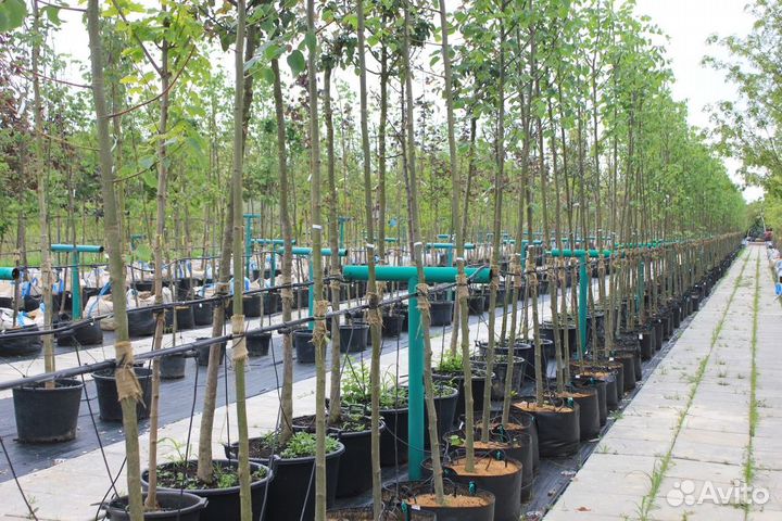 Помощник по хозяйству с проживанием без опыта