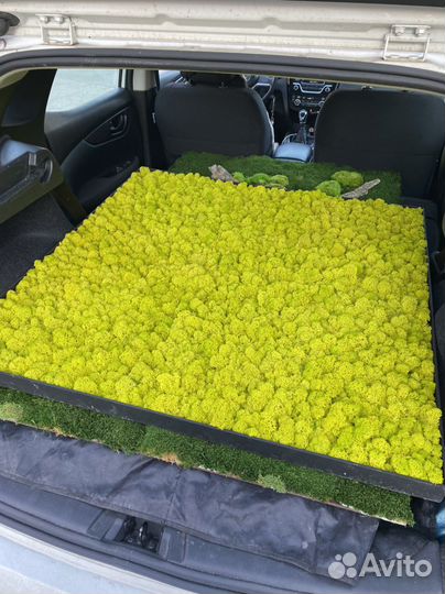 Вертикальное озеленение