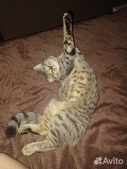 Кот в добрые руки