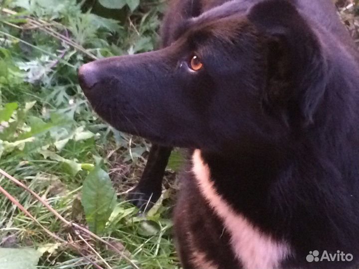 Отдам собаку в добрые руки