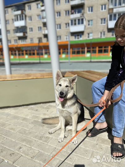 Бшо метис девочка