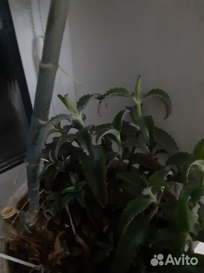 Каланхое лечебное