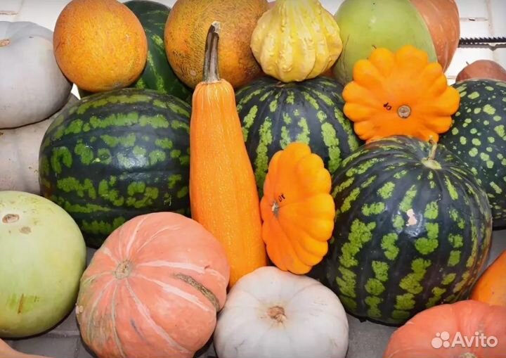 Рассада бахчевых с услугой 