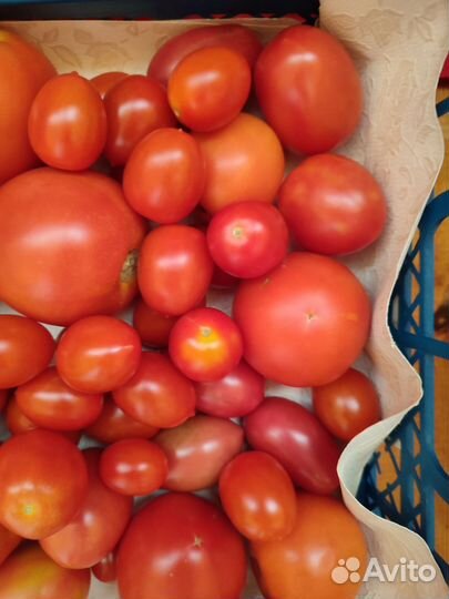 Помидоры домашние