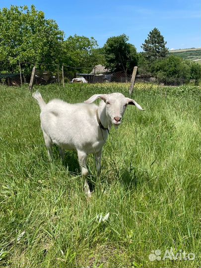 Коза дойная молочная