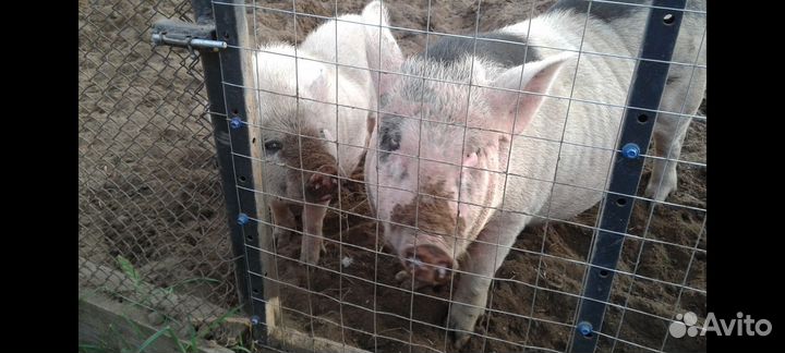 Продам свиней живьем