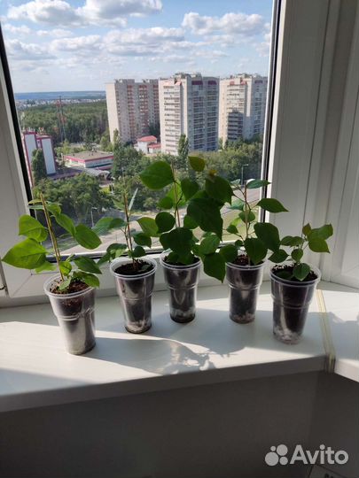 Бугенвиллия черенки