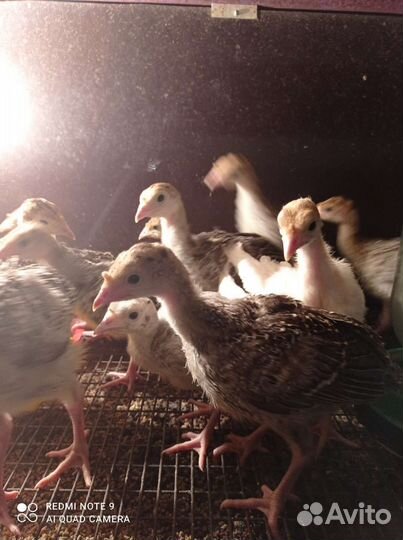 Индюшата породистые