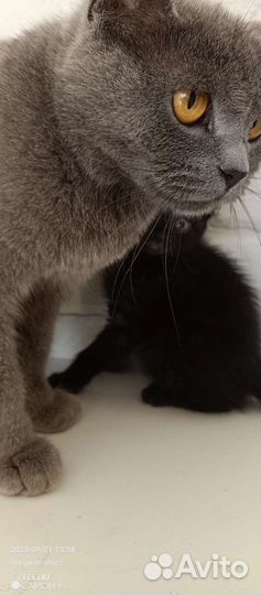 Черные котята в добрые руки бесплатно