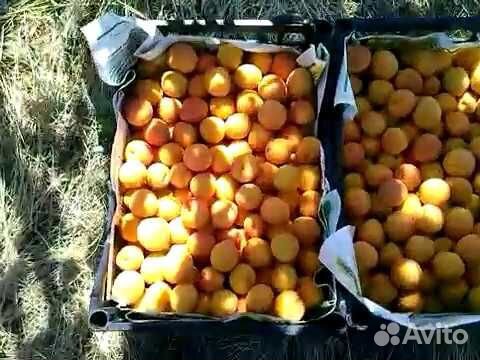 Абрикос сушенный