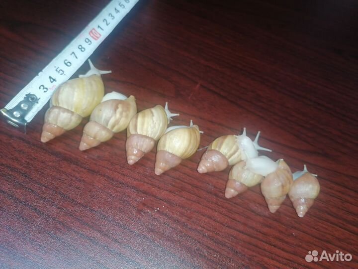 Улитки Ахатины