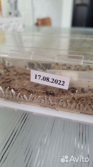 Формикарий Top Ant. Муравьиная ферма