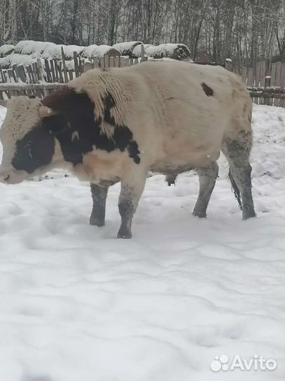 Мясо говядины домашнее