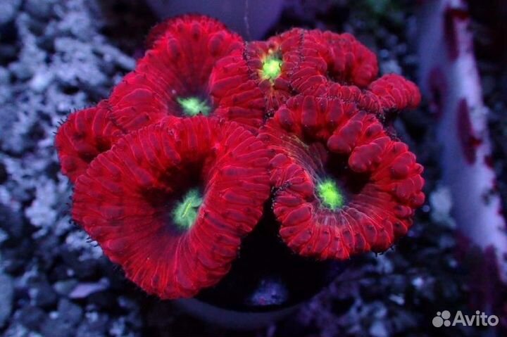 Работник океанариума, чистка аквариумов