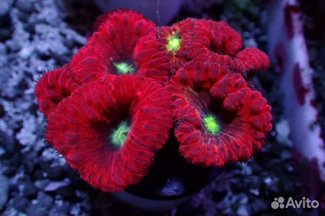 Работник океанариума, чистка аквариумов