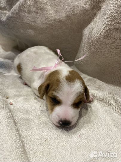 Щенки джек рассел терьер