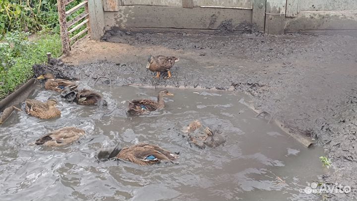 Подсадные Утки для Охоты