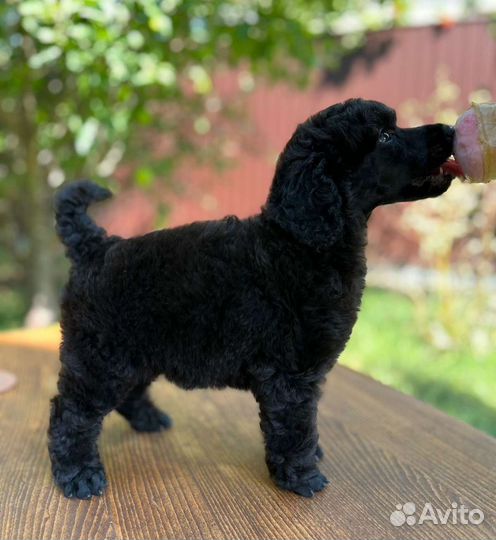 Пудели красные и редбраун