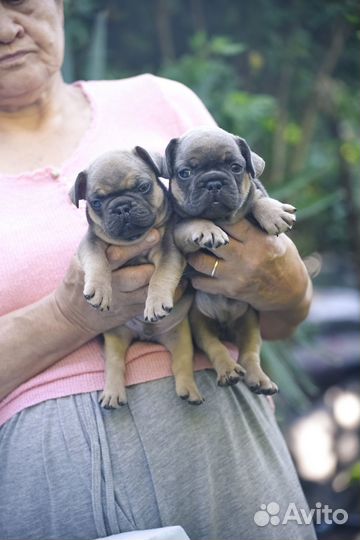 Щенки французского бульдога