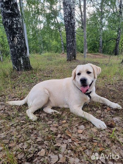 Вязка лабрадор девочка