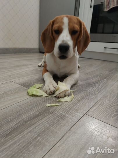 Бигль вязка