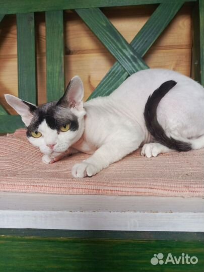 Кот девон-рекс