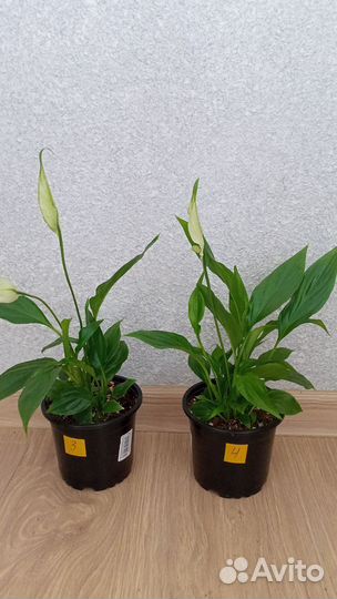 Спатифиллум Купидо