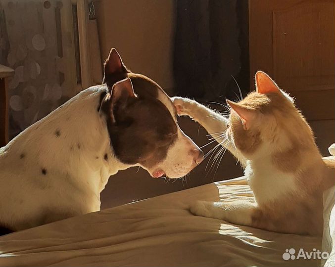 Питбультерьер