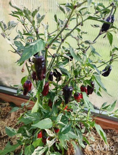 Рассада острого перца