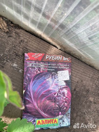 Рассада капусты