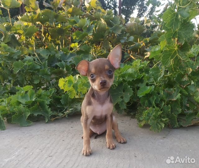 Веселая компания