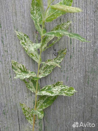 Ива Хакуро-нишике и Свердловская извилистая