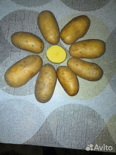 Картофель крупный