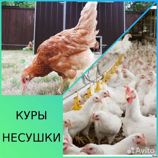 Курочки несушки