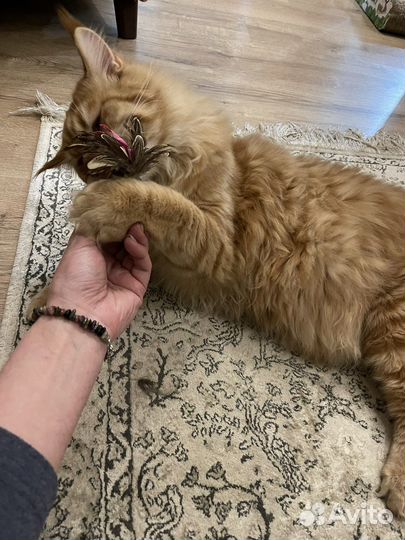 Мейн-кун вязка