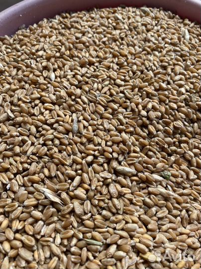 Комбикорм, зерно