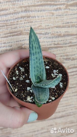 Agave, aloe