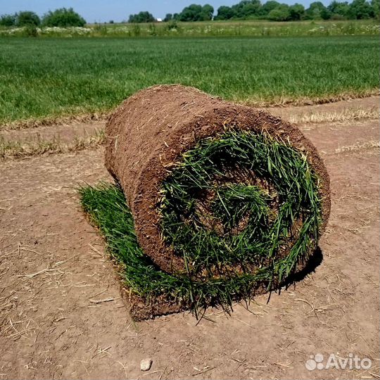 Рулонный газон под ключ