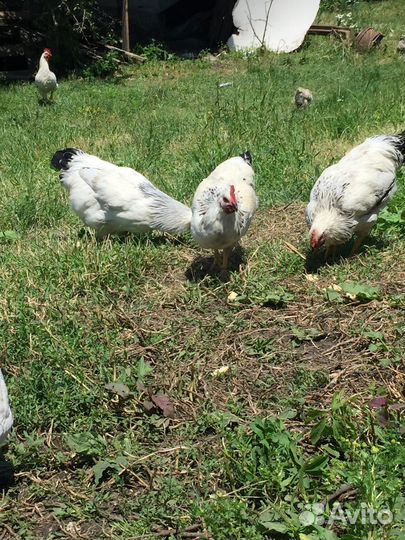 Продам пятушков