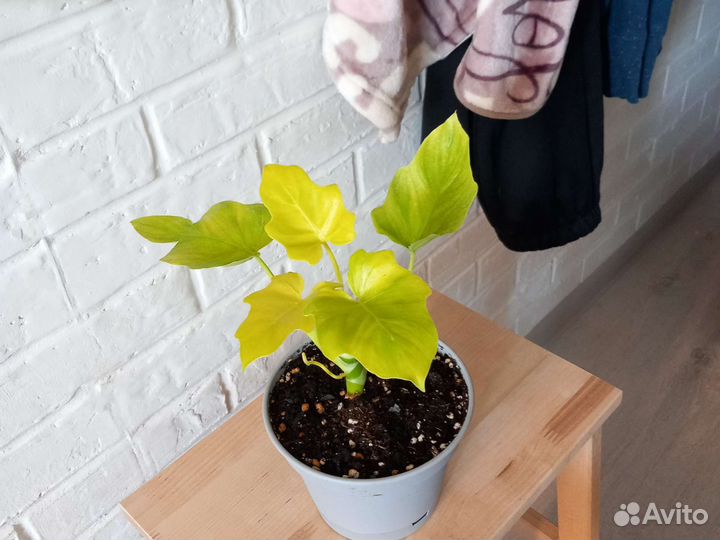 Филодендрон Голд сатин Золотой крокодил