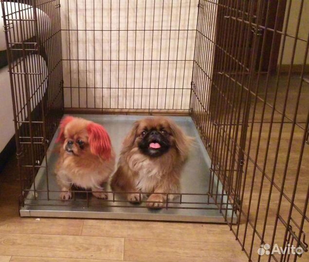 Клетка для собак