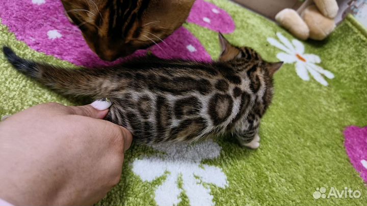 Бенгальская