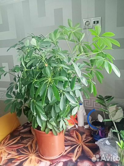 Комнатные цветы шефлера