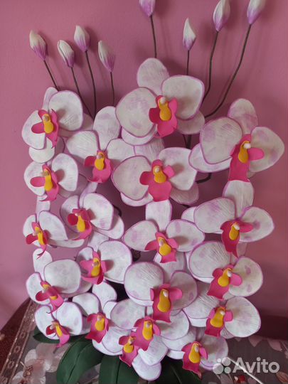 Орхидеи, Дендробиум, орхидея, цветы растения