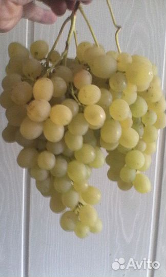 Саженцы винограда