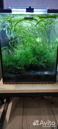 Аквариум с креветками