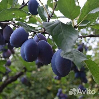 Саженцы Чернослив