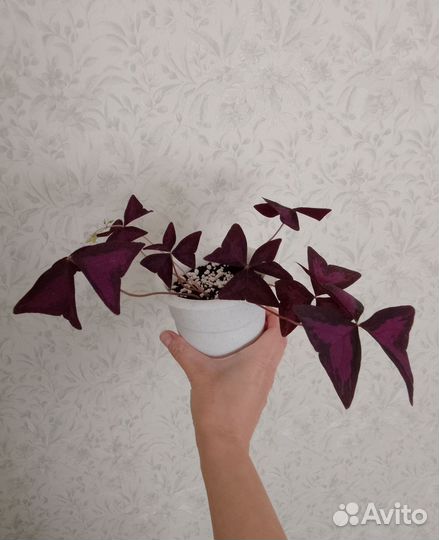 Кислица оксалис