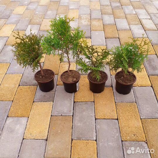 Туя Колумна 35см